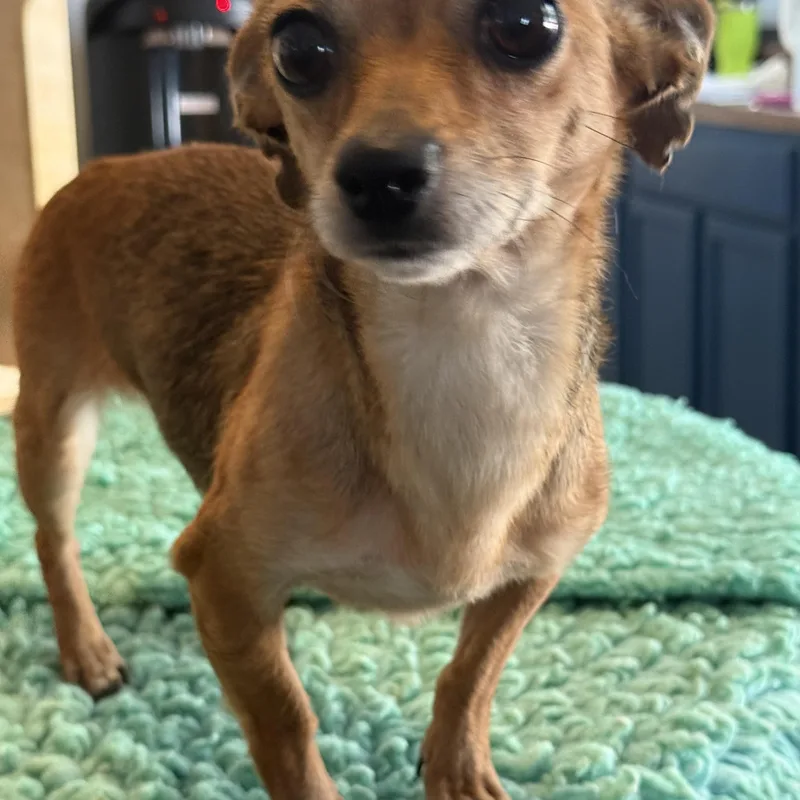 An adult small-sized male Apricot / Beige Chihuahua dog named Wilma for adoption in Memphis, TN