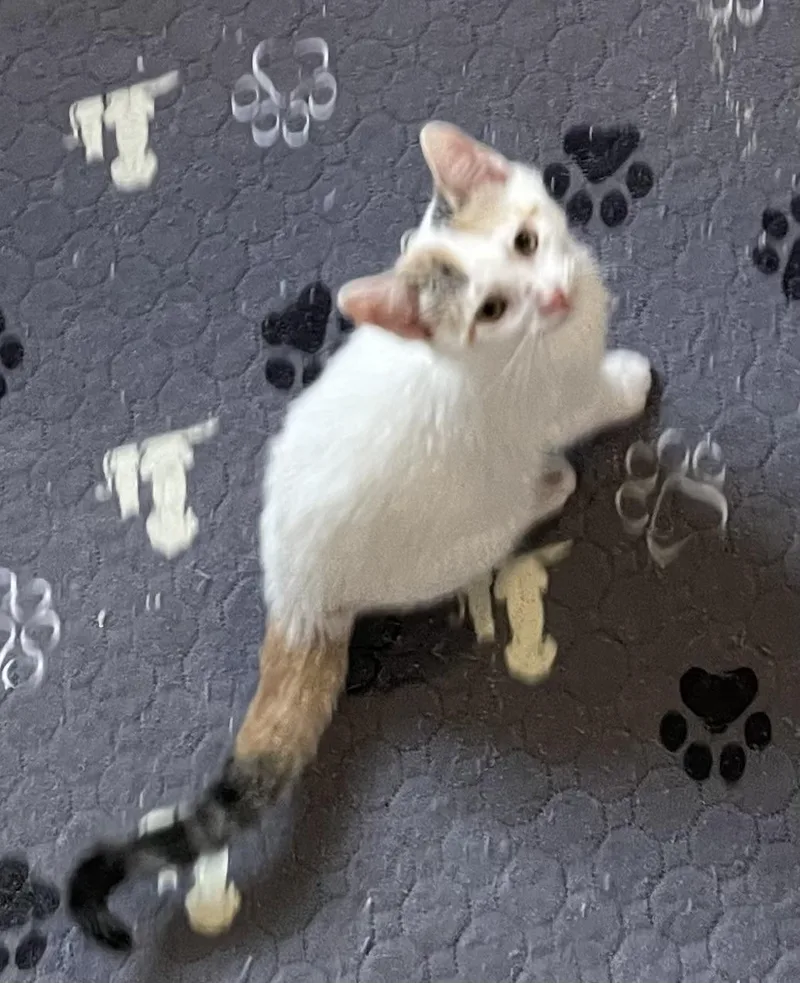 Yogurtportofino Petsmart thumbnail 2