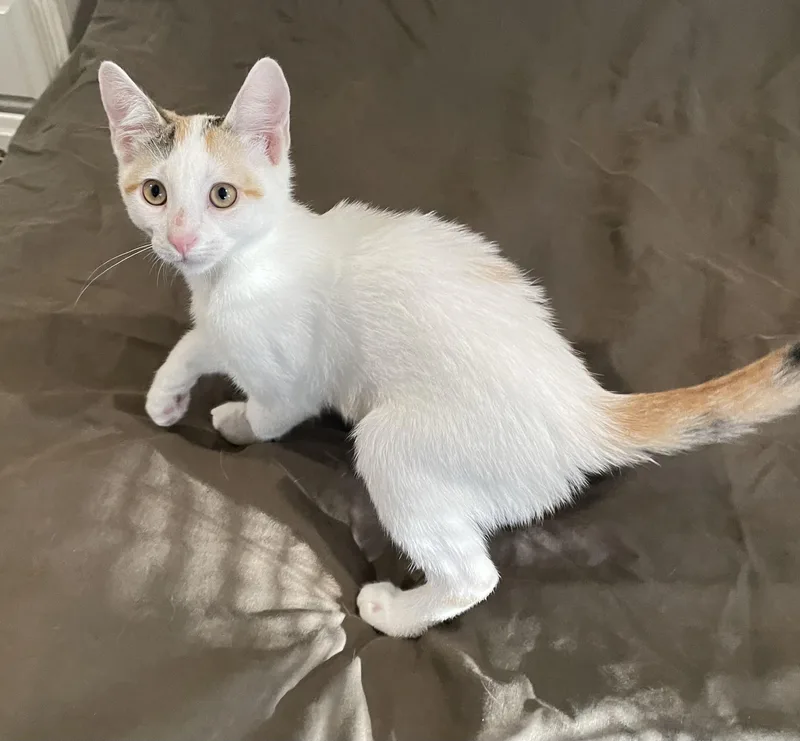 Yogurtportofino Petsmart thumbnail 3