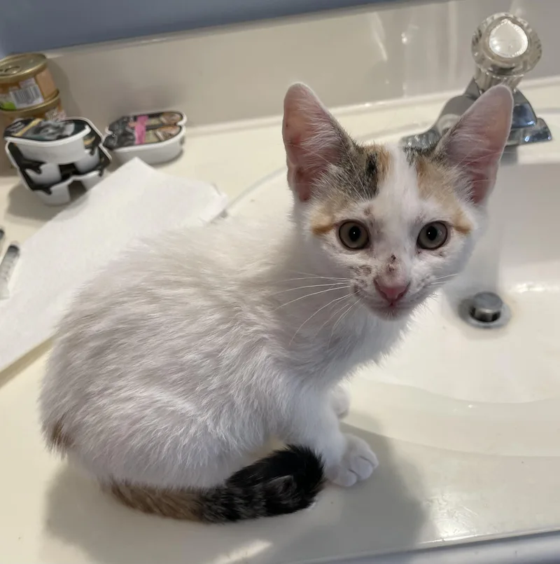 Yogurtportofino Petsmart thumbnail 4