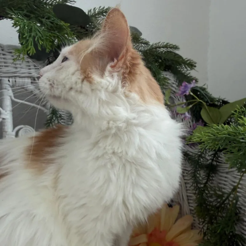 A young medium-sized male White Domestic Short Hair cat named Fortune K Fiv+ for adoption in Eaton Rapids, MI