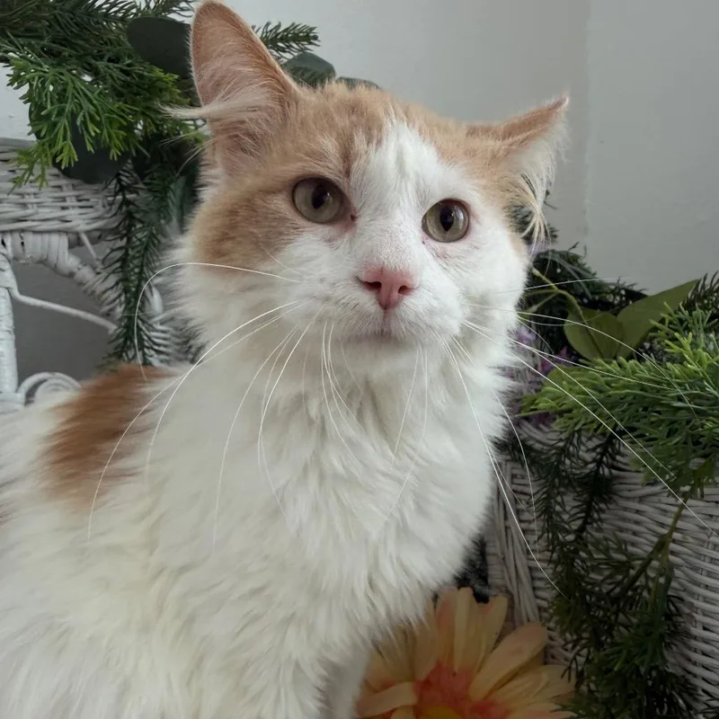 Fortune K Fiv+ thumbnail 2