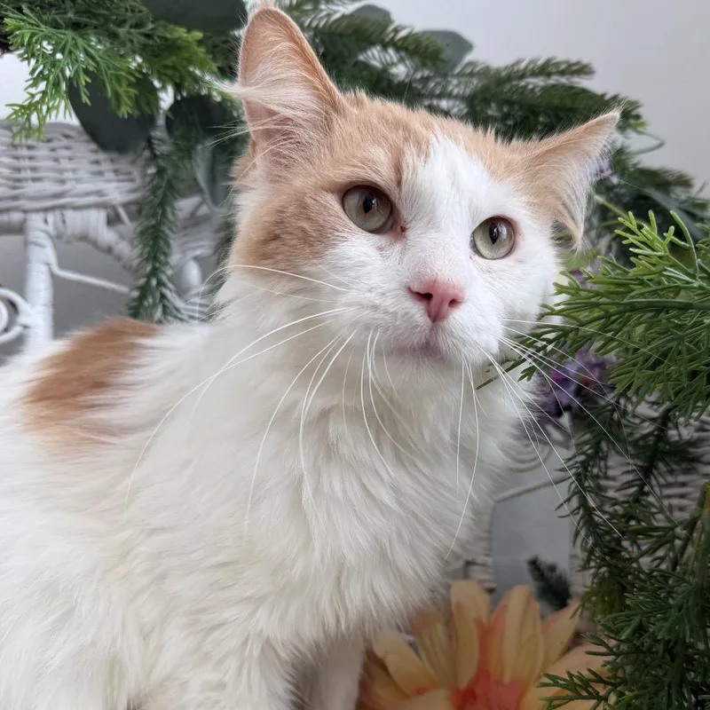 Fortune K Fiv+ thumbnail 3