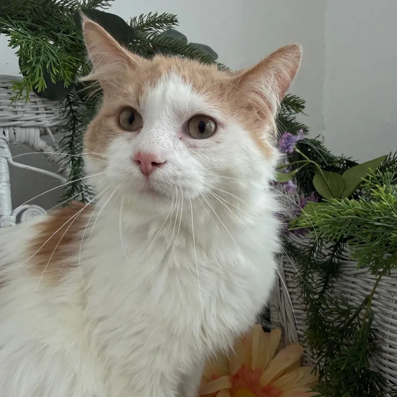 Fortune K Fiv+ thumbnail 4