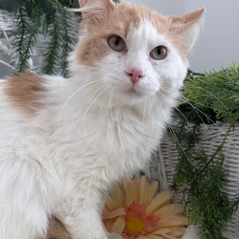 Fortune K Fiv+ thumbnail 5