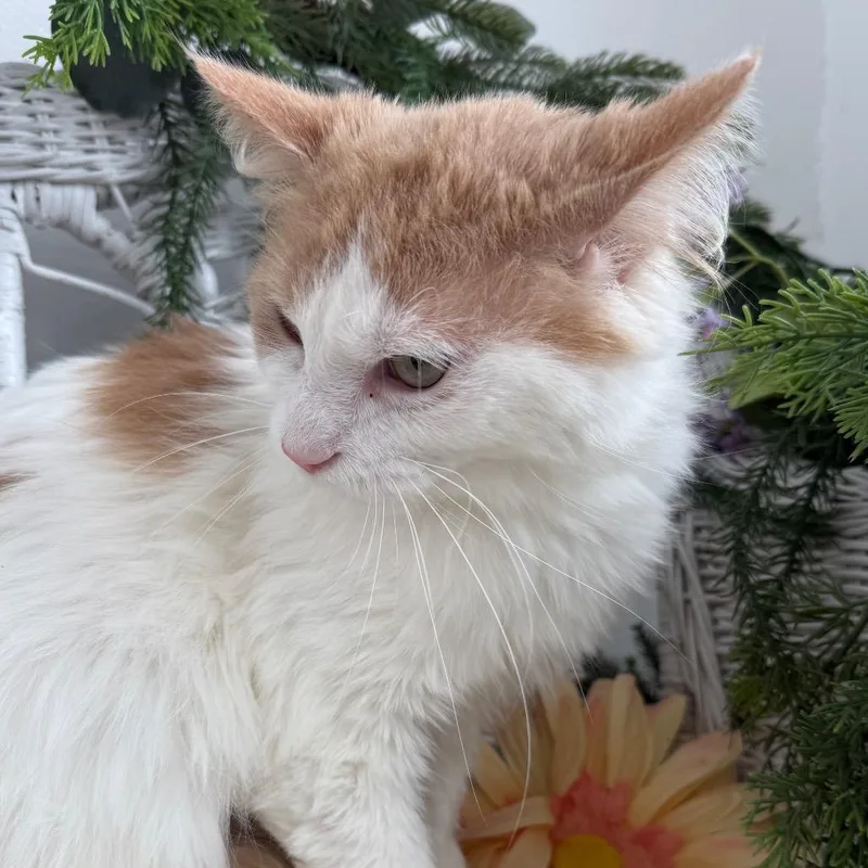 Fortune K Fiv+ thumbnail 6