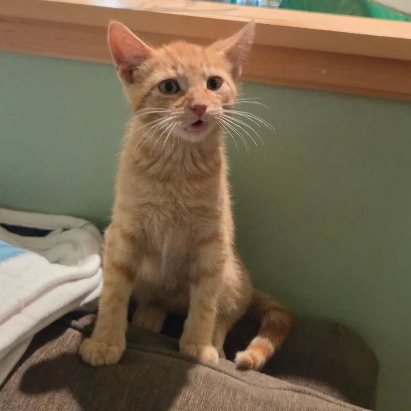 A baby small-sized male Orange / Red Domestic Short Hair cat named Ginger Baker for adoption in Ferndale, MI