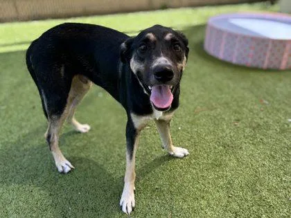 An adult large-sized male German Shepherd Dog dog named Sherman for adoption in Gainesville, FL