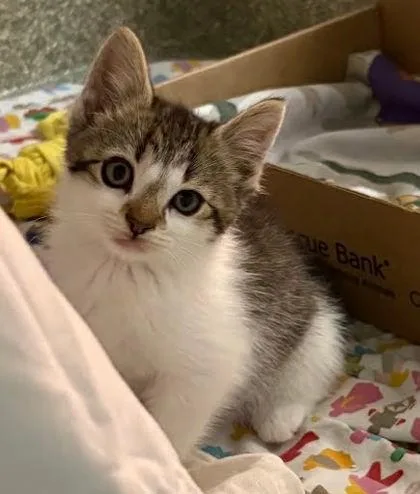A baby small-sized male Domestic Short Hair cat named Walter for adoption in Washington, DC