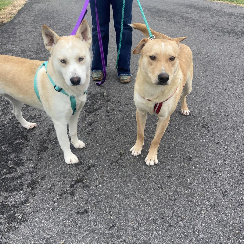 An adult medium-sized male Yellow / Tan / Blond / Fawn Husky dog named Bo Bravo for adoption in Andover, MA