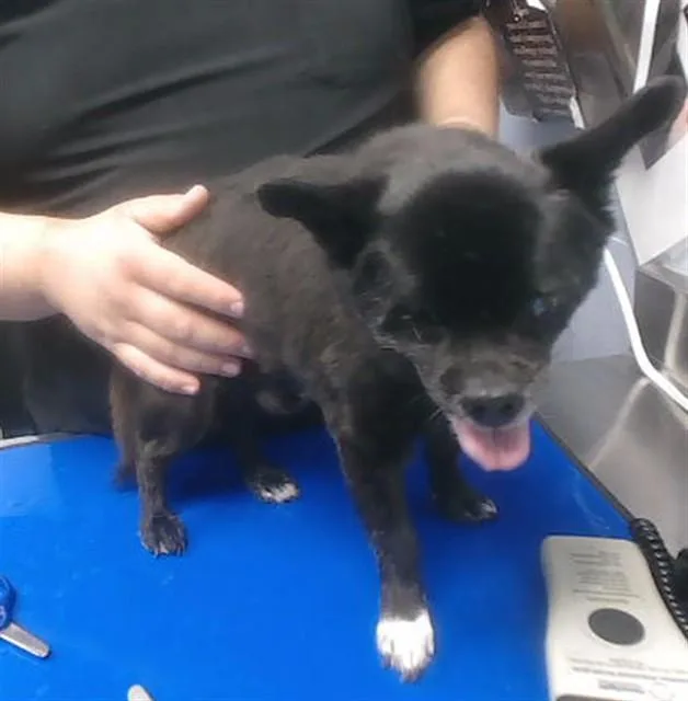 A senior small-sized male Chihuahua dog named Gramps for adoption in Phoenix, AZ