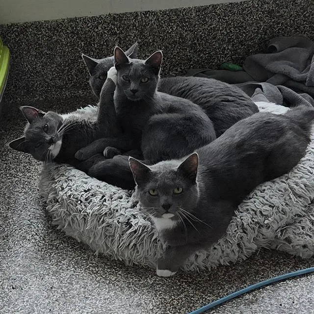 An adult small-sized female Domestic Short Hair cat named Emerald for adoption in Methuen, MA