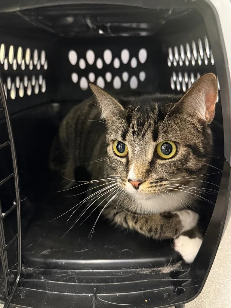 A young medium-sized female Domestic Short Hair cat named Chanel for adoption in Tampa, FL