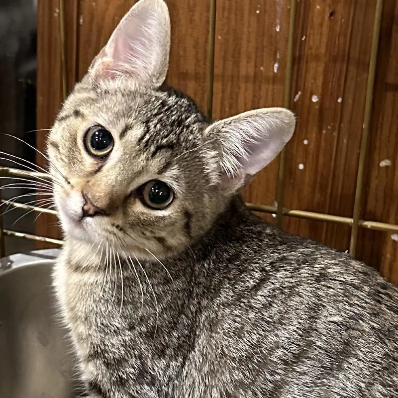 A baby small-sized female Brown / Chocolate Domestic Short Hair cat named Oakley for adoption in Grantsville, UT