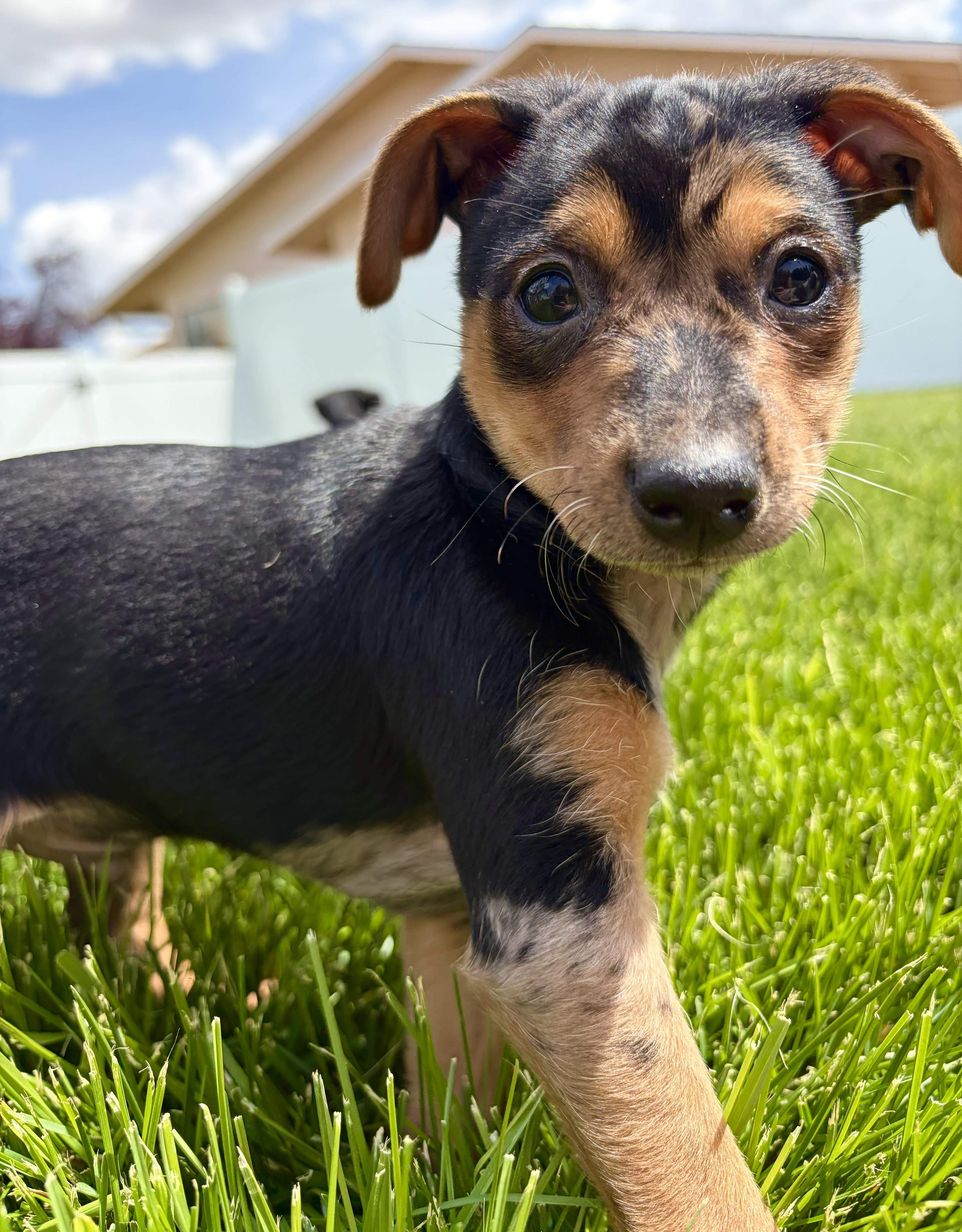 A baby small-sized male Black Chihuahua dog named Errol for adoption in Union Gap, WA