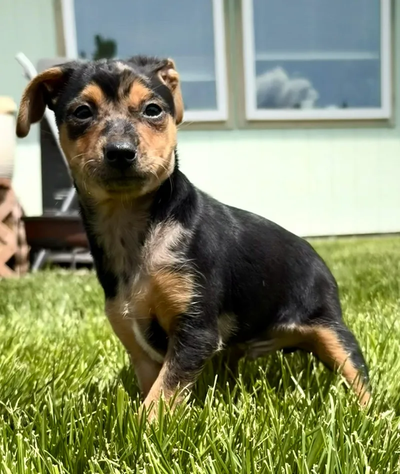 Errol thumbnail 2
