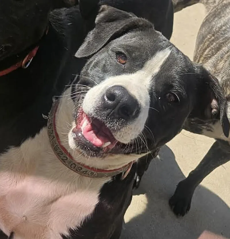A young medium-sized female Terrier dog named Viola for adoption in Raleigh, NC
