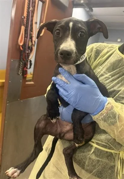 A young large-sized male Pit Bull Terrier dog named Iron Man for adoption in Phoenix, AZ