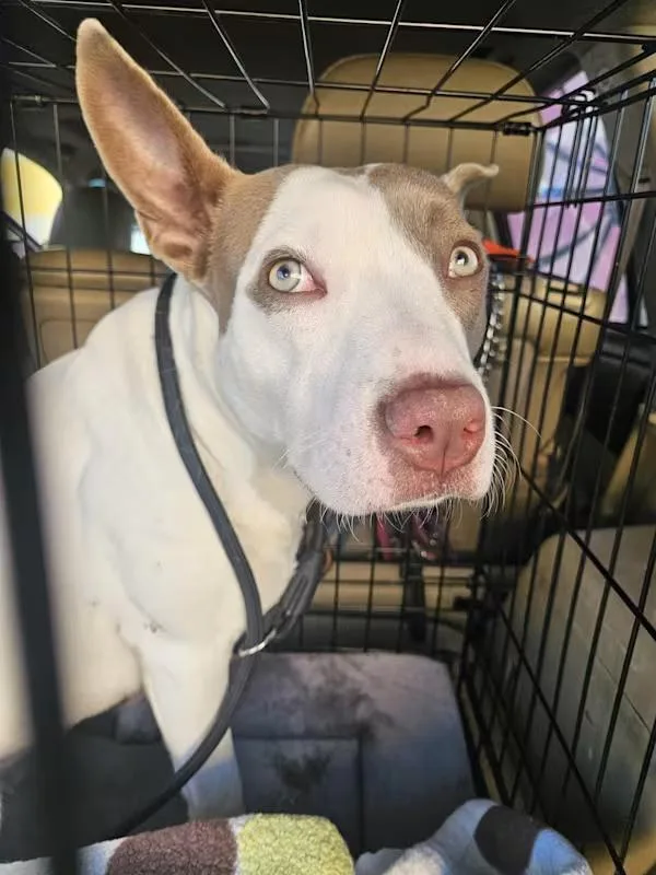 Ruby Doo thumbnail 2