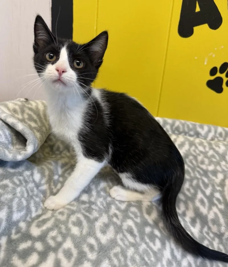 A baby small-sized female Domestic Short Hair cat named Tendon for adoption in Lemoore, CA