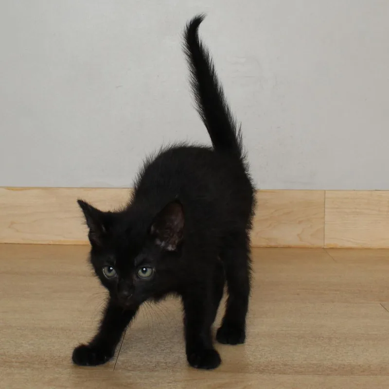 A baby small-sized male Black Domestic Short Hair cat named Piglet C for adoption in Minnetonka, MN