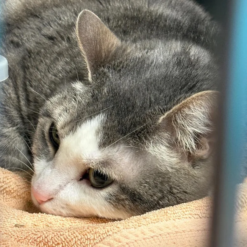 An adult extra large-sized female Brown / Chocolate Domestic Short Hair cat named Storm for adoption in Springfield, IL