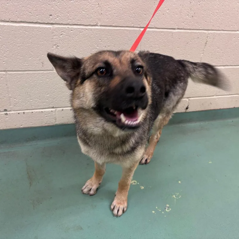 An adult medium-sized female Black Mixed Breed dog named Luna for adoption in Memphis, TN
