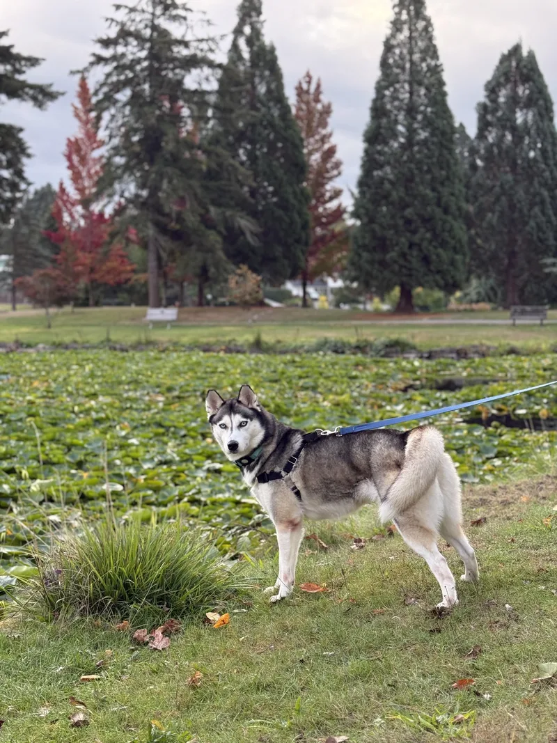 A young medium-sized female Black Siberian Husky dog named Cloud for adoption in Issaquah, WA