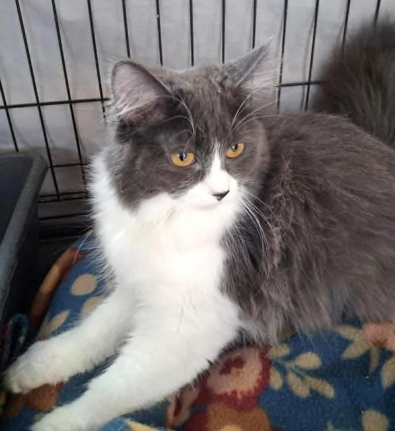 A baby small-sized female Domestic Long Hair cat named Opal for adoption in Ogden, UT