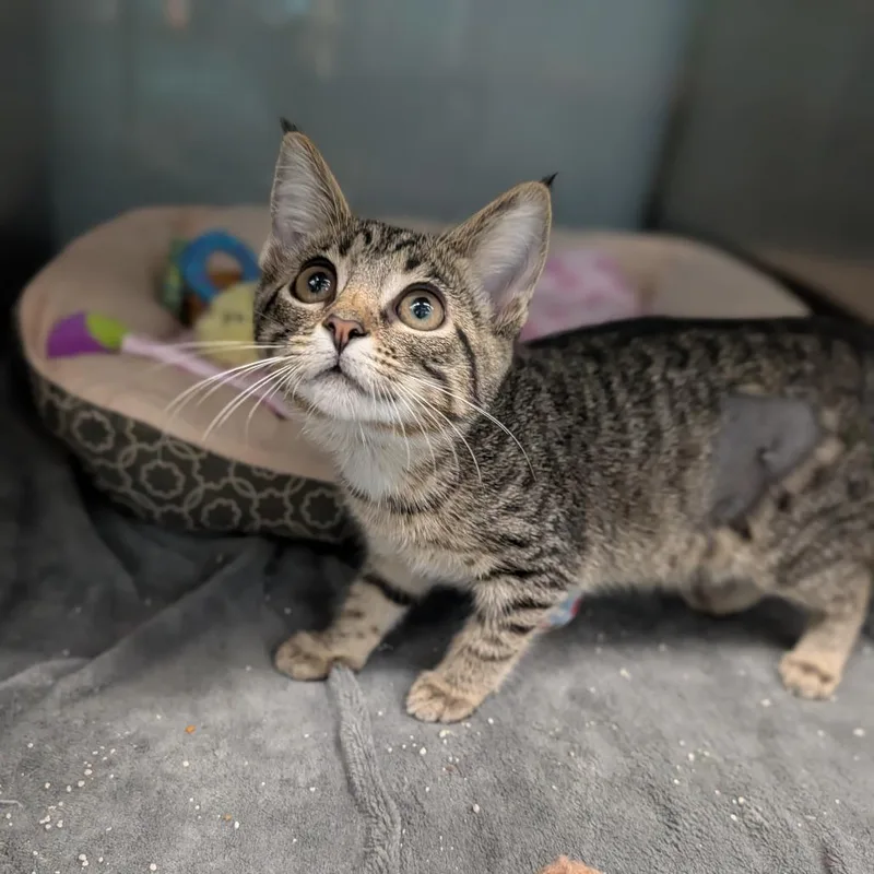 A baby medium-sized female Domestic Short Hair cat named Birdie for adoption in Cape Girardeau, MO