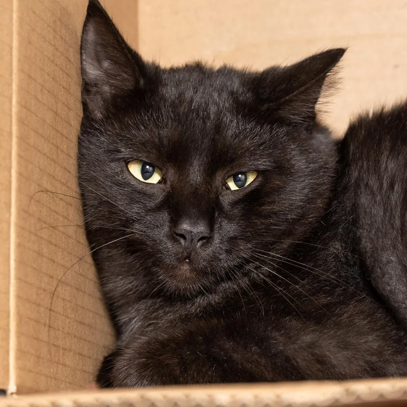 A young medium-sized male Black Domestic Short Hair cat named Valentino for adoption in Victor, NY