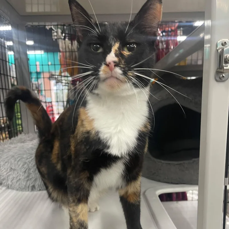 A young medium-sized female Torbie Tortoiseshell cat named Tiffy for adoption in Ocala, FL