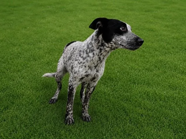 A young medium-sized female Australian Cattle Dog / Blue Heeler dog named Josephina for adoption in Lancaster, CA