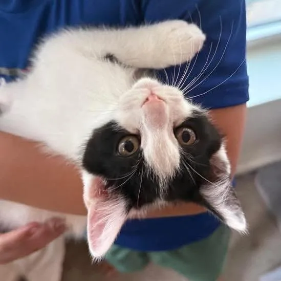 A baby small-sized male Black Domestic Short Hair cat named Duke for adoption in Troy, IL