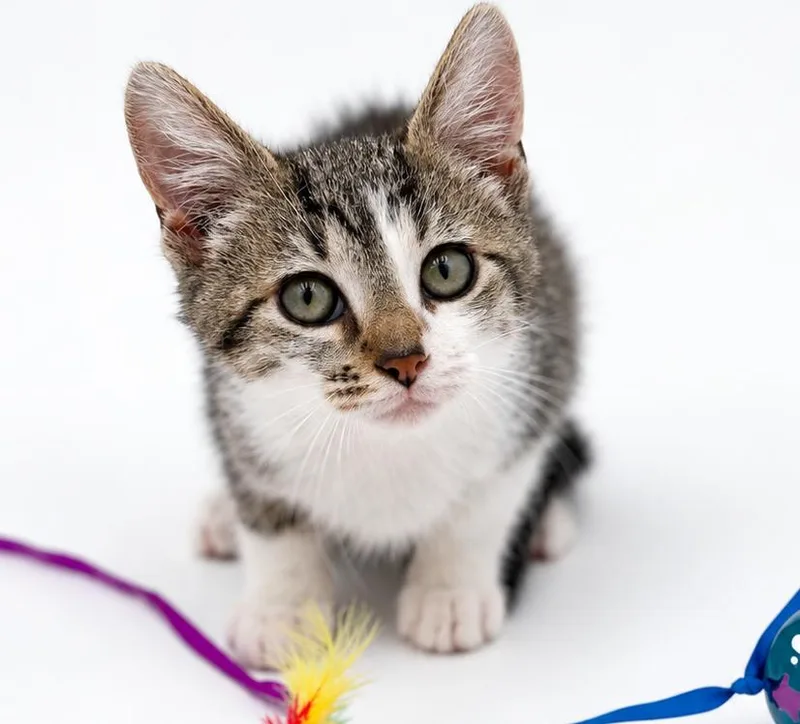 A baby small-sized female Turkish Van cat named Sky is so sweet for adoption in Bedford Hills, NY