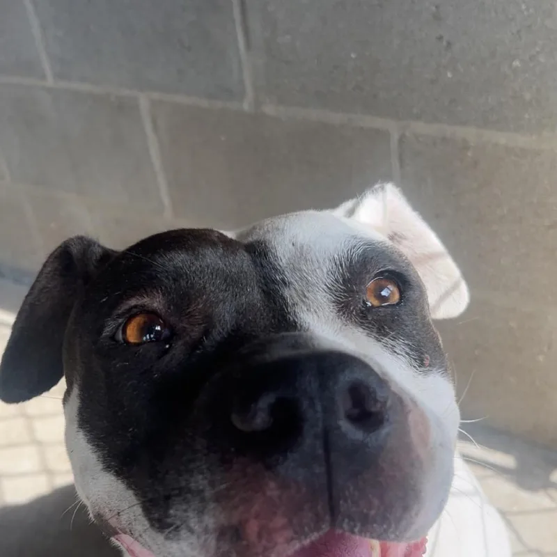 An adult medium-sized female White / Cream Mixed Breed dog named Quinn for adoption in Lake Panasoffkee, FL