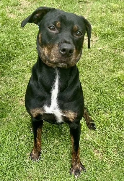 An adult large-sized female Black Mixed Breed dog named Umbra for adoption in Georgetown, TX