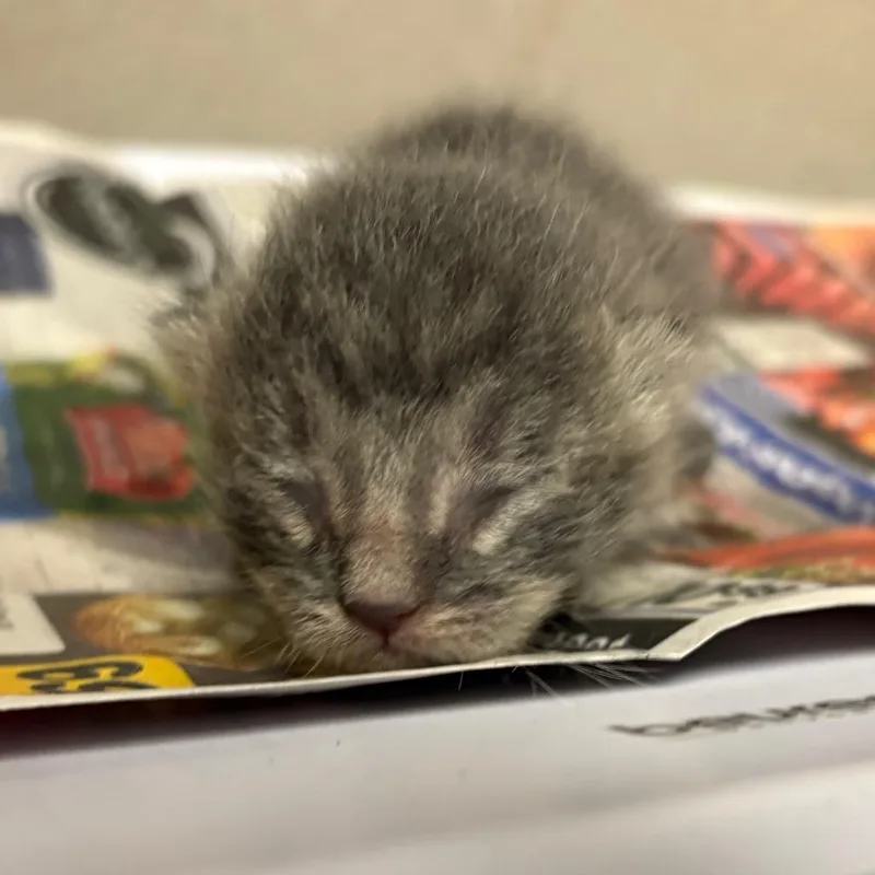 A baby small-sized male Gray / Blue / Silver Domestic Short Hair cat named Oak for adoption in Yuma, AZ
