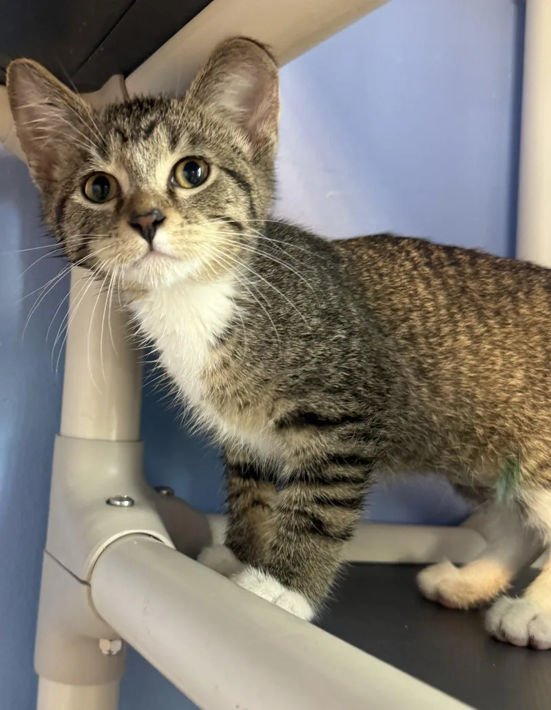 A baby small-sized female Domestic Short Hair cat named Juggernaut for adoption in Brookings, SD