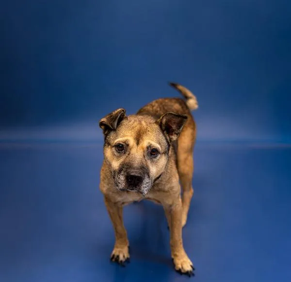 A senior medium-sized female Shepherd dog named Vc Sweetie for adoption in Lawrenceville, GA
