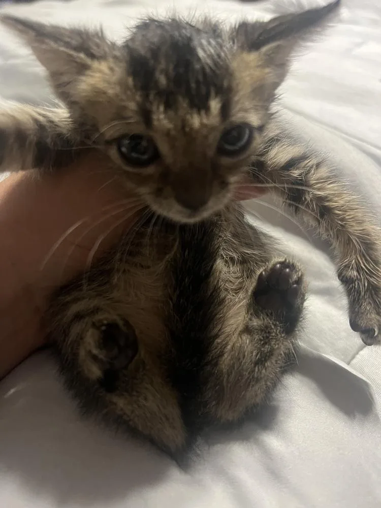 A baby small-sized female Brown / Chocolate Domestic Short Hair cat named Moira for adoption in Orlando, FL