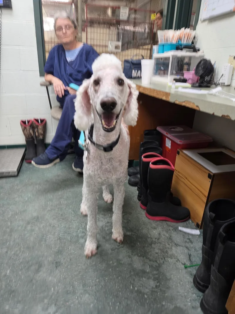 A senior medium-sized male Standard Poodle dog named Sampson for adoption in Chickasha, OK