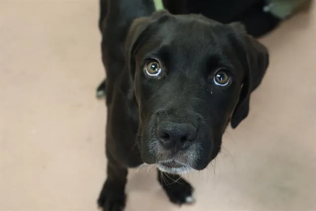 A young small-sized male Mixed Breed dog named Corbin for adoption in Columbia, SC
