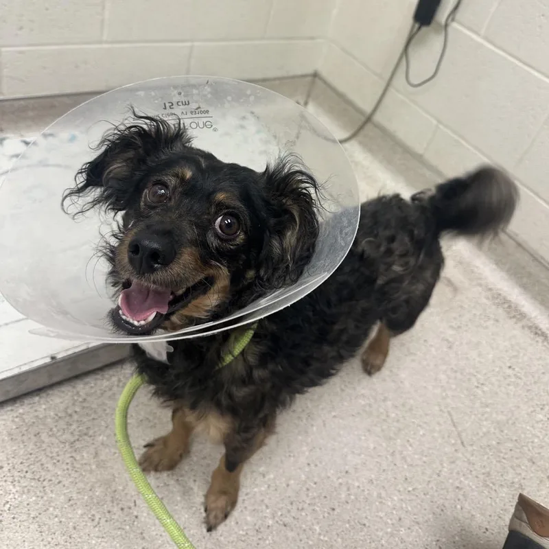 A young small-sized male Mixed Breed dog named Tanner for adoption in Murray, UT