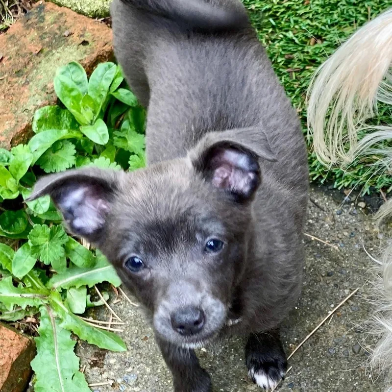 A baby small-sized female Dachshund dog named Ivy Sweet for adoption in Kirkland, WA