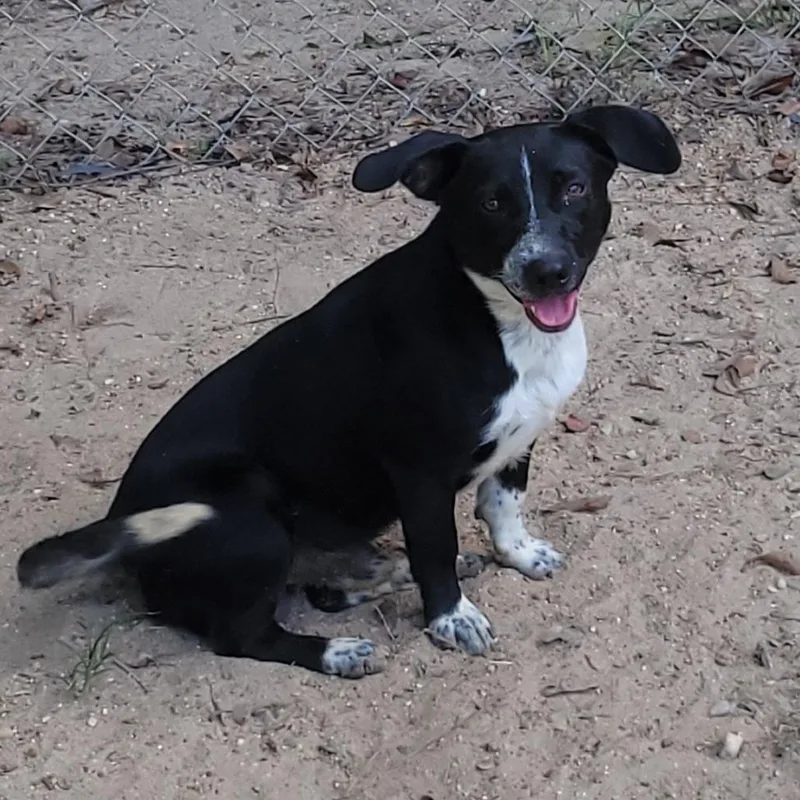 An adult small-sized male Black Mixed Breed dog named Shorty for adoption in Jena, LA