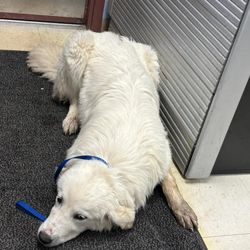 A young large-sized male White / Cream Great Pyrenees dog named Fast Ball for adoption in St Joseph, MO
