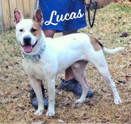 Lucas Readytosnuggle