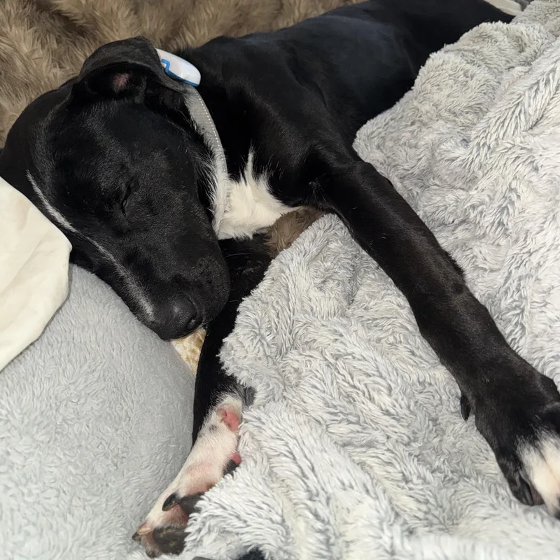 Benji Your Best Friend thumbnail 2