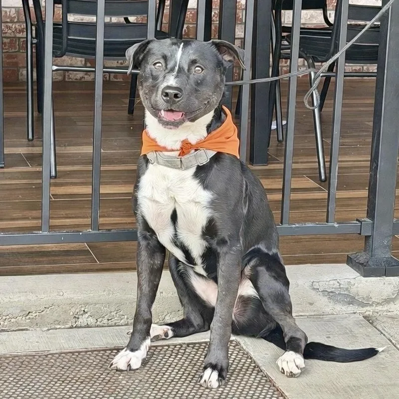 Benji Your Best Friend